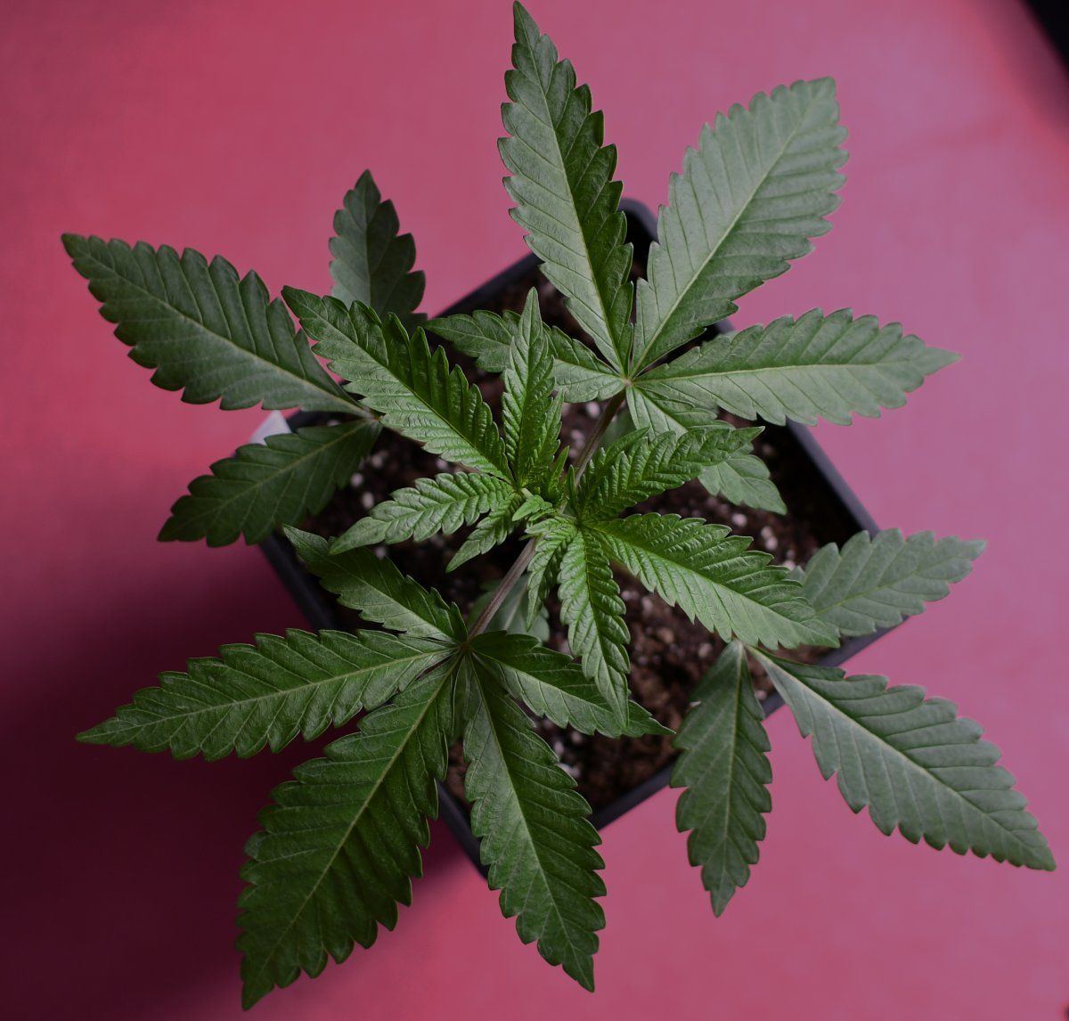 Topping