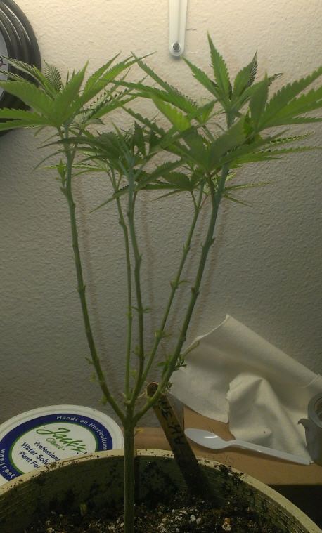 Topping