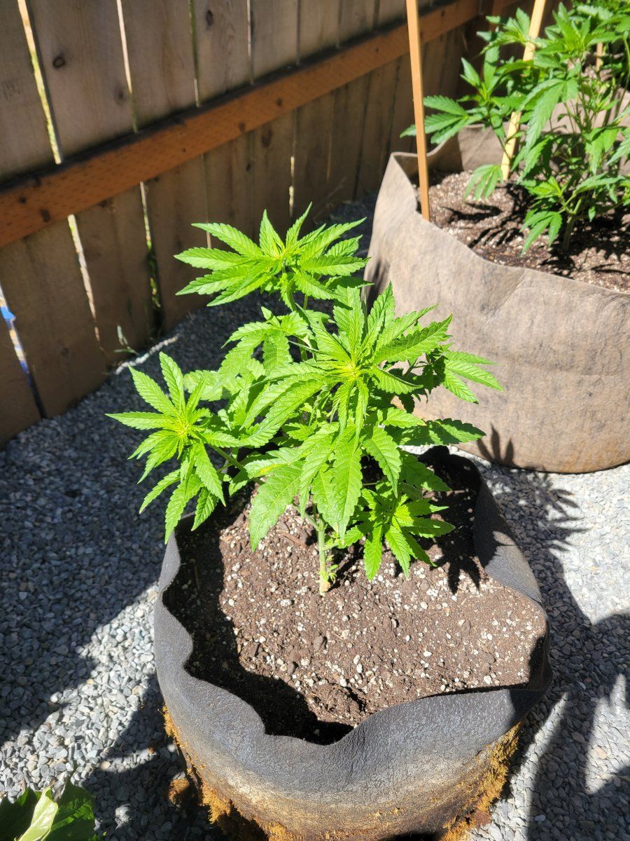 Topping to keep them short - THCFarmer