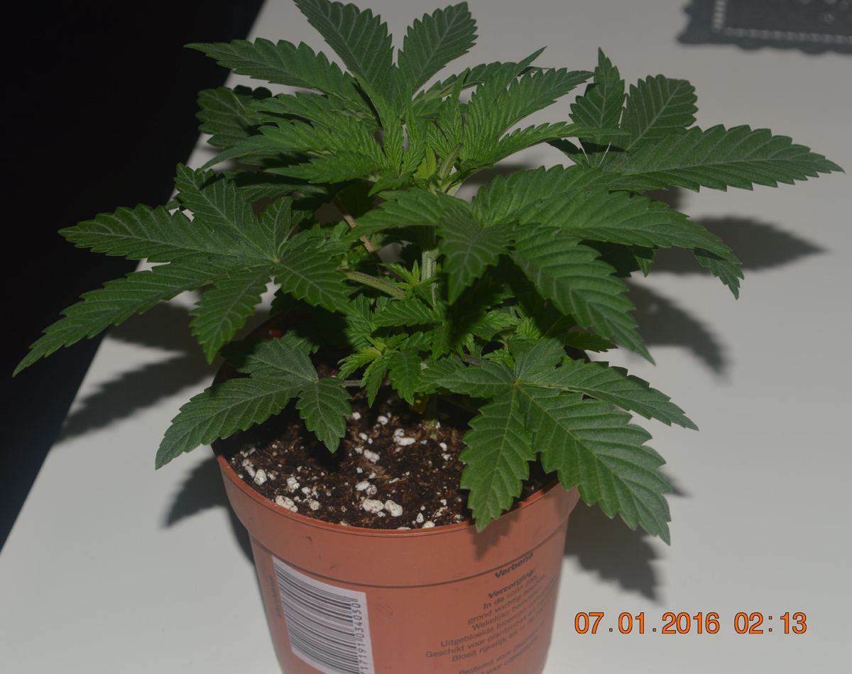 Topping1