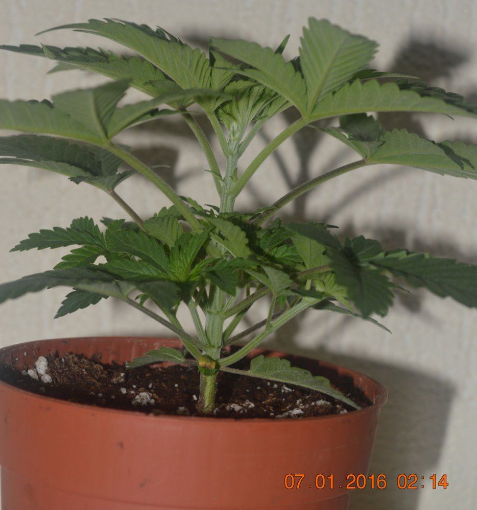 Topping2