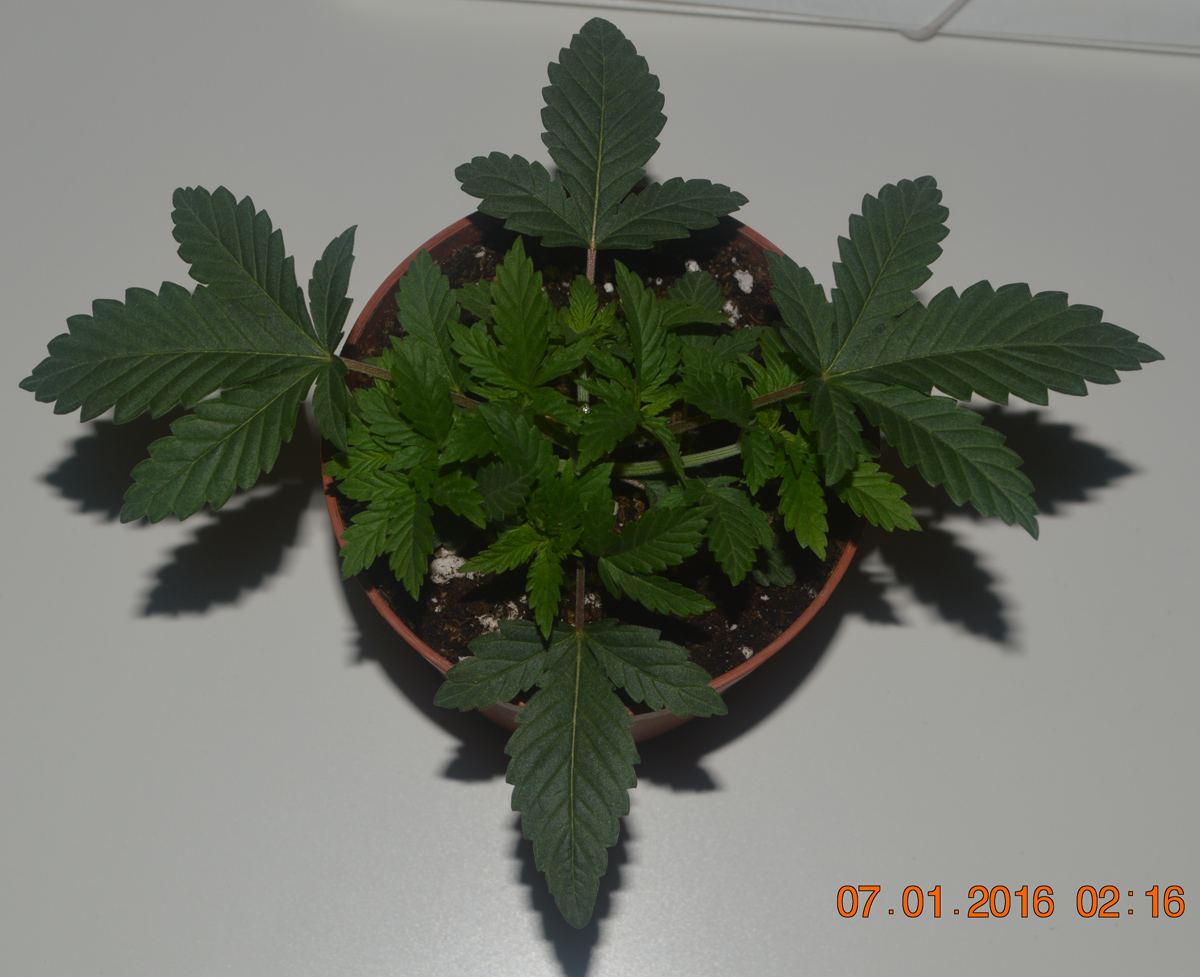 Topping3