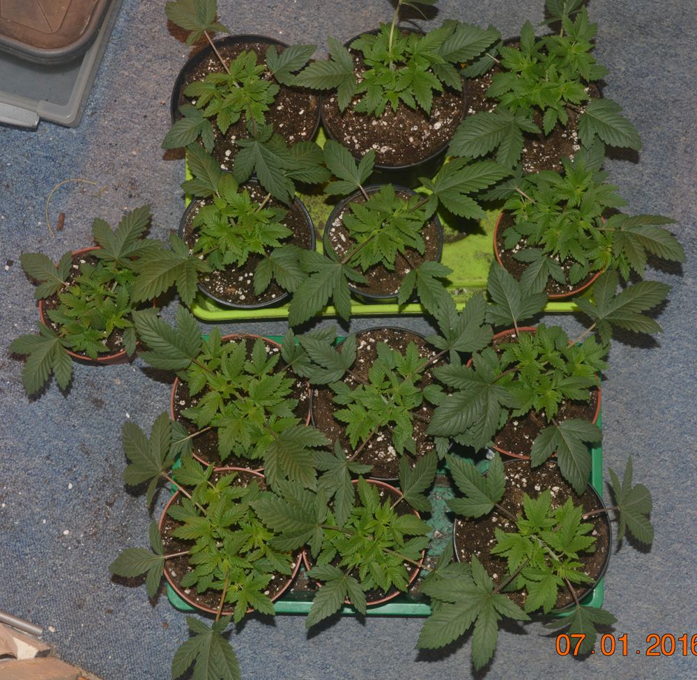 Topping4