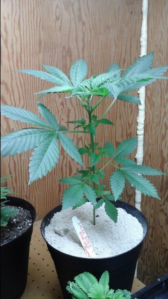 Toppingcloning fast version strains