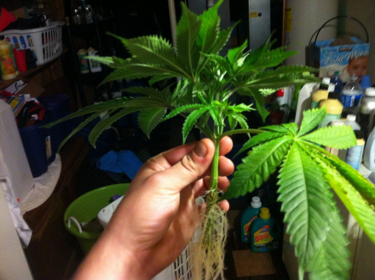 Topplant2clone