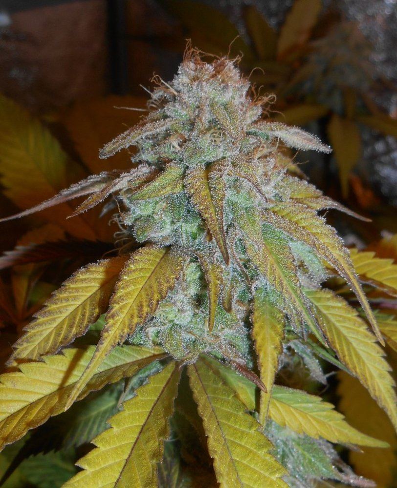 Toptropicomabud37days