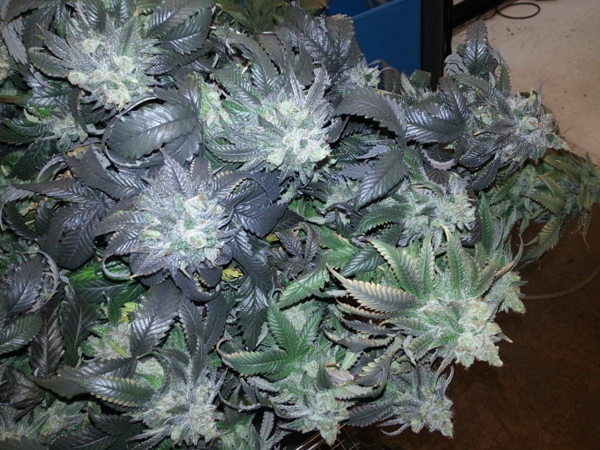 ToraBora harvest ff0612