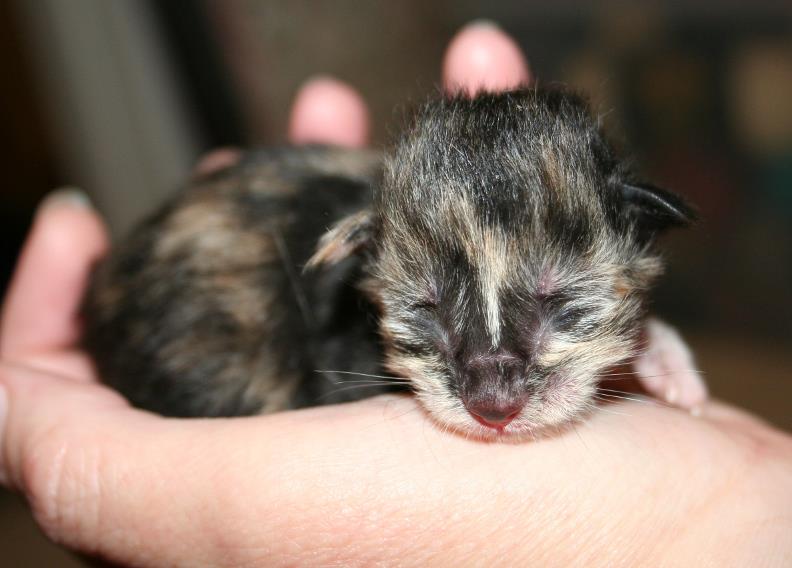 Torticekitty