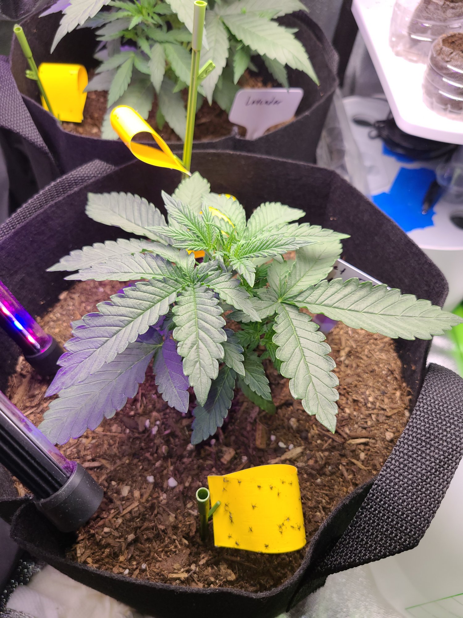 Total newbie at this grow 5