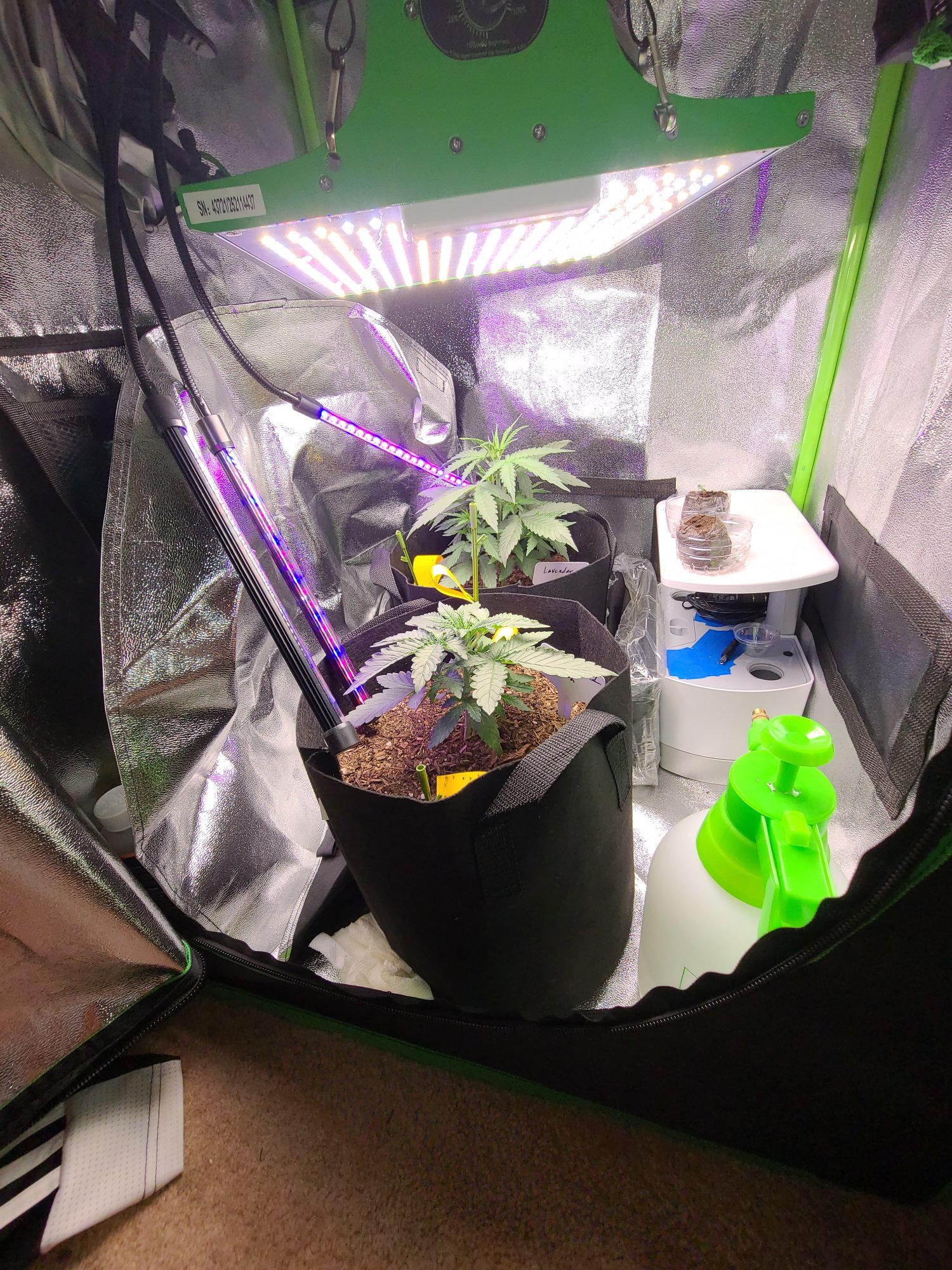 Total newbie at this grow