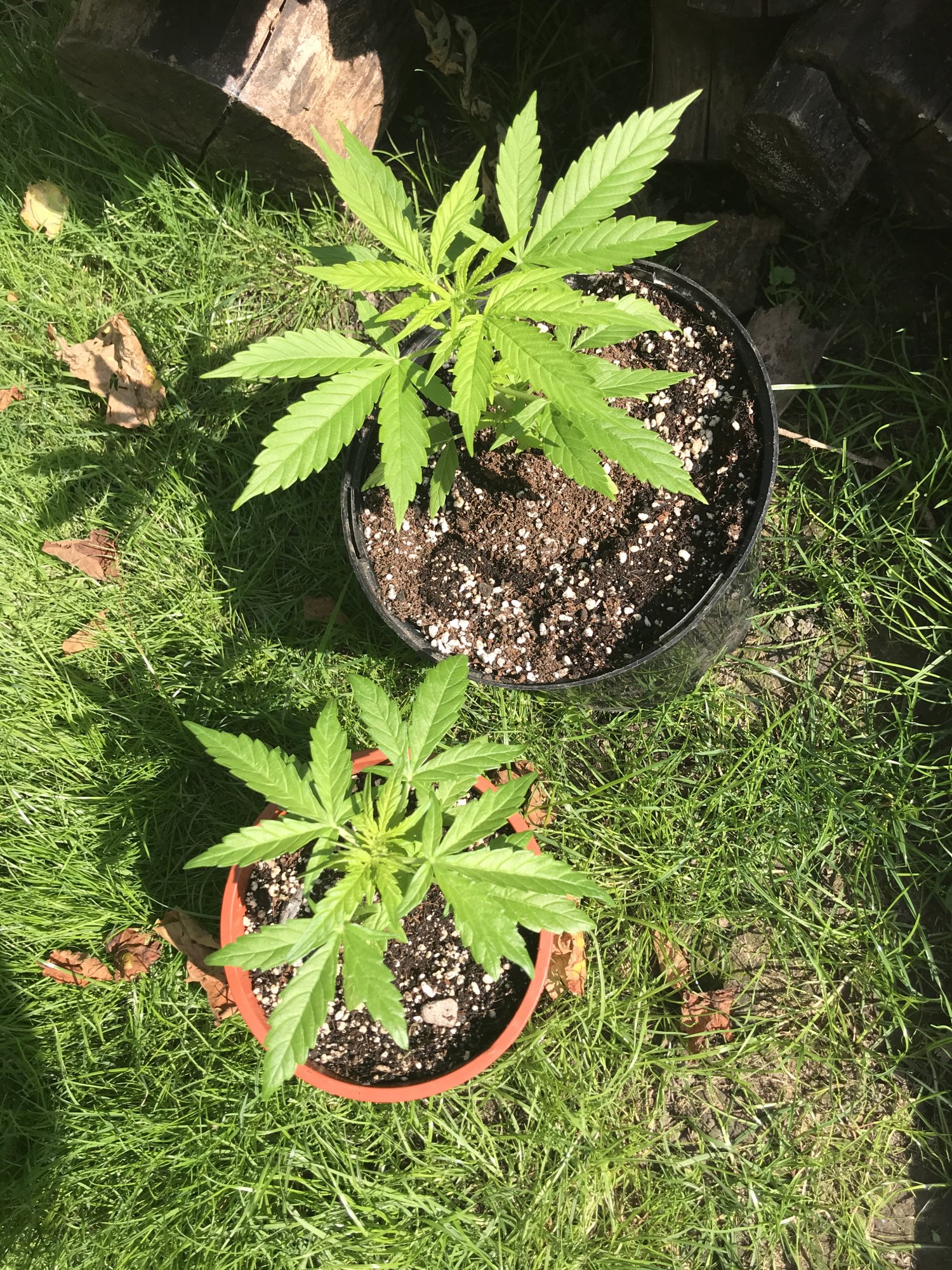 Totally confused by my plants doing odd things and there is a quick spreading deficiency too  