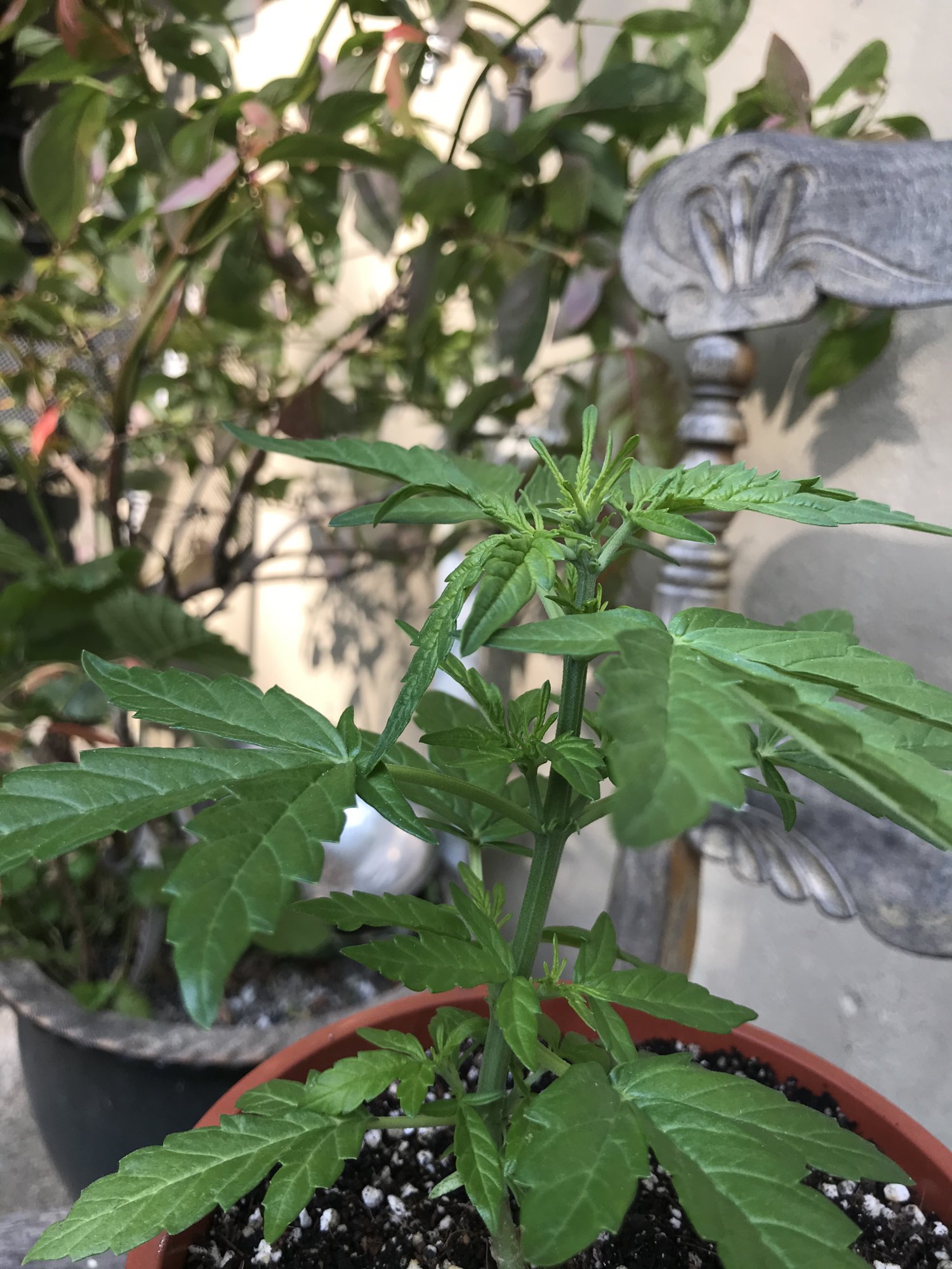 Totally confused by my plants doing odd things and there is a quick spreading deficiency too 