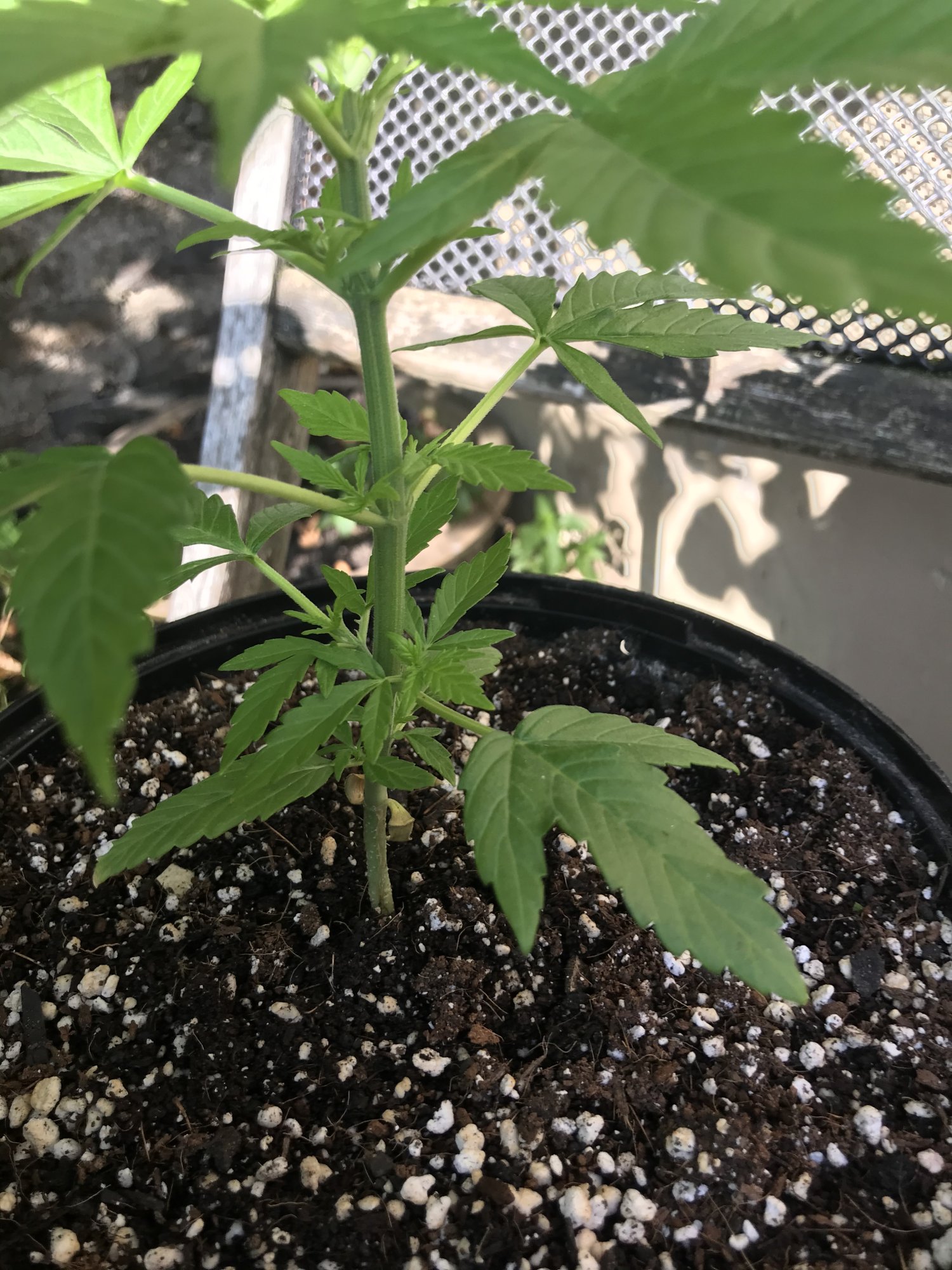 Totally confused by my plants doing odd things and there is a quick spreading deficiency too 