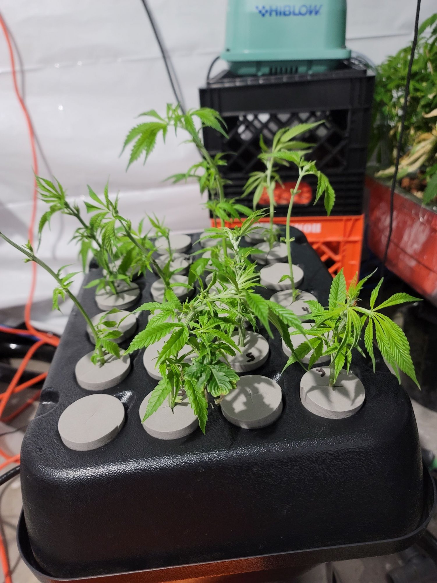 Tote 1 clones