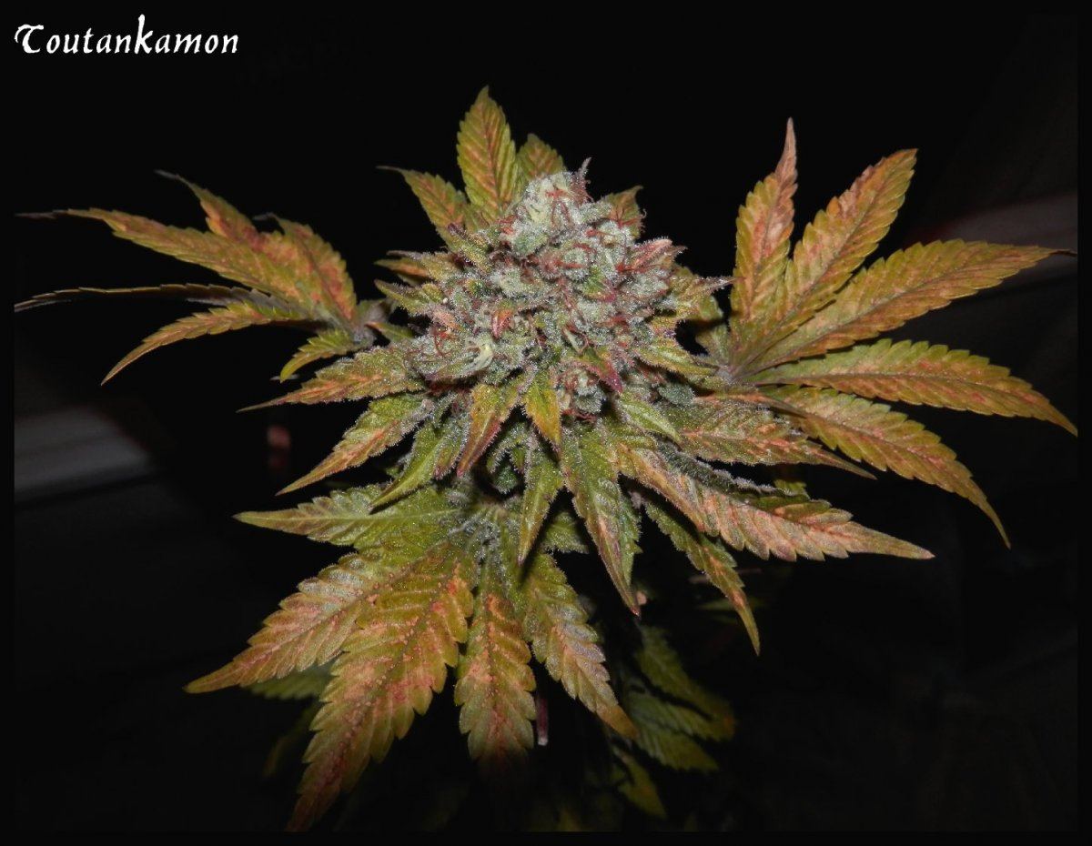 Toutnakamon   70   3