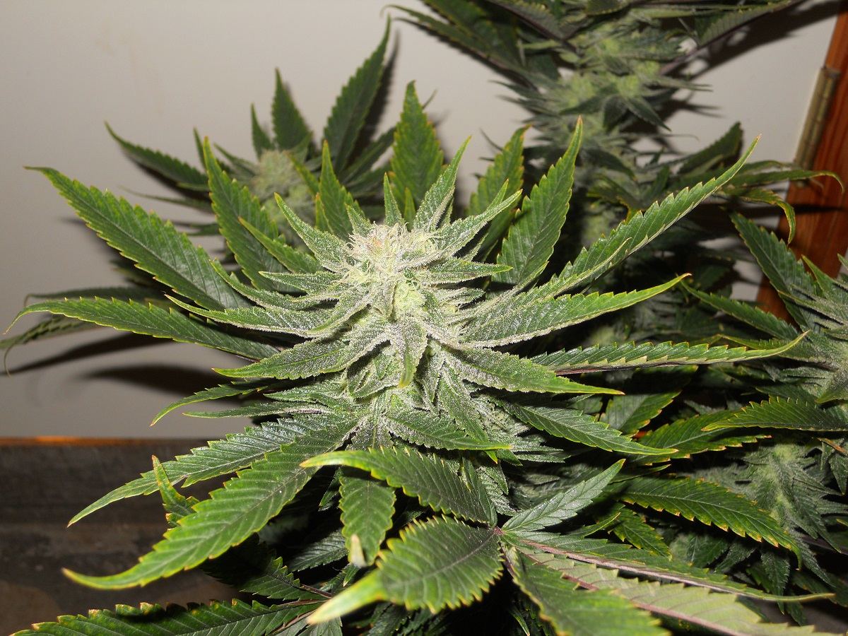 Toxic Blue 41