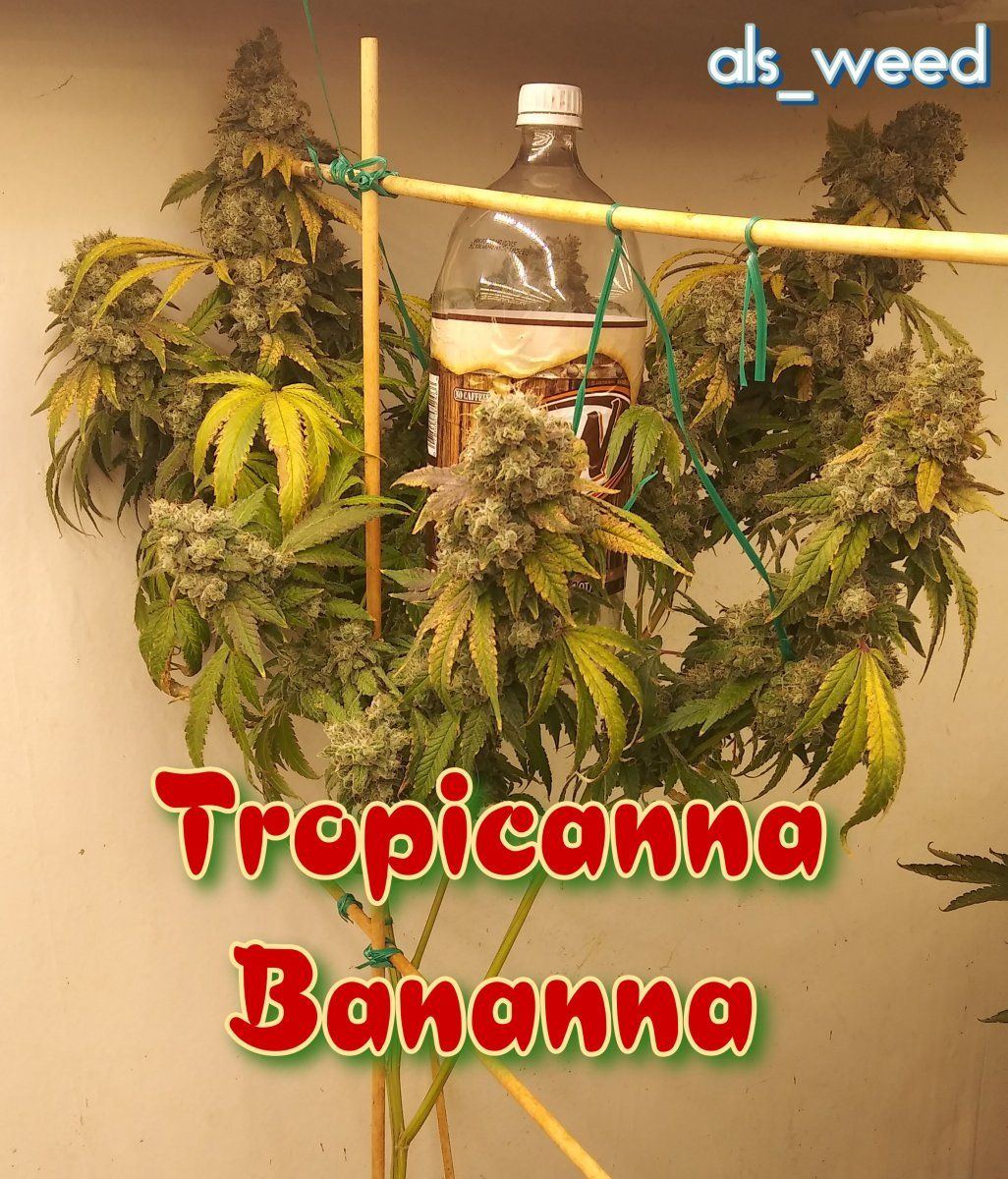 TPBN001o