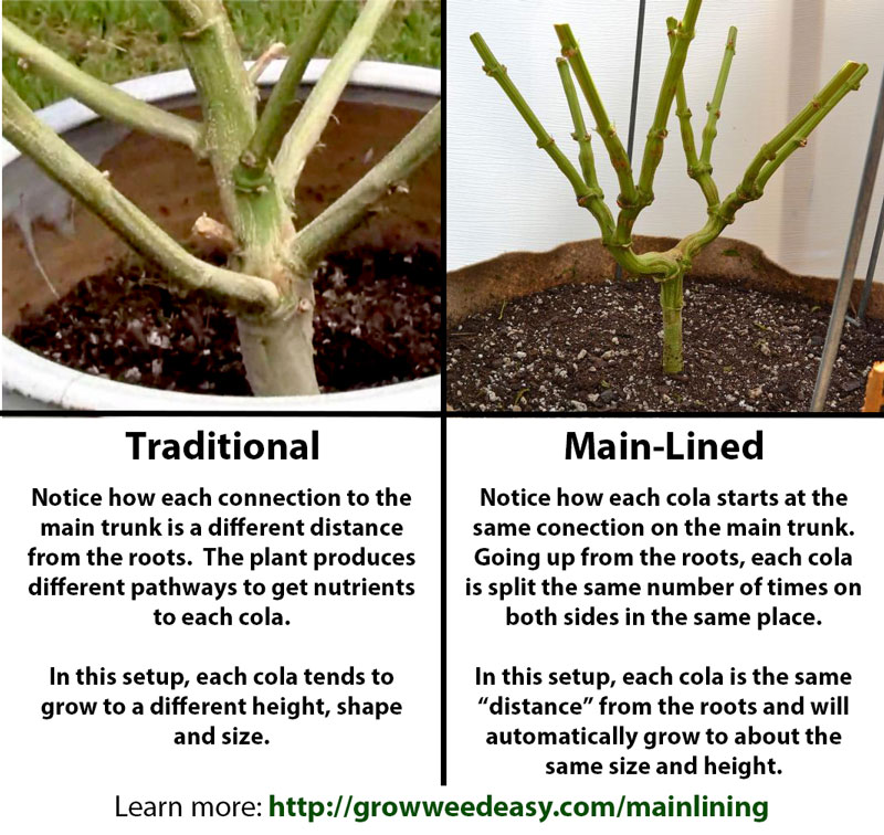 Traditional vs main lined explanation