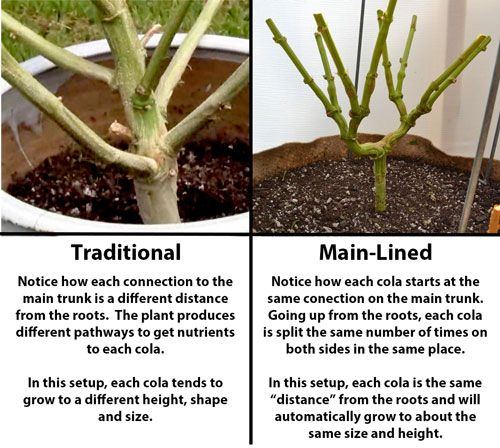 Traditional vs main lined explanation sm