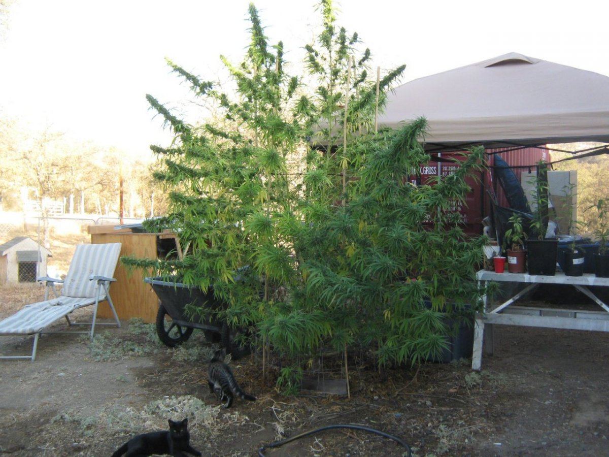 Trailertrashplant 1