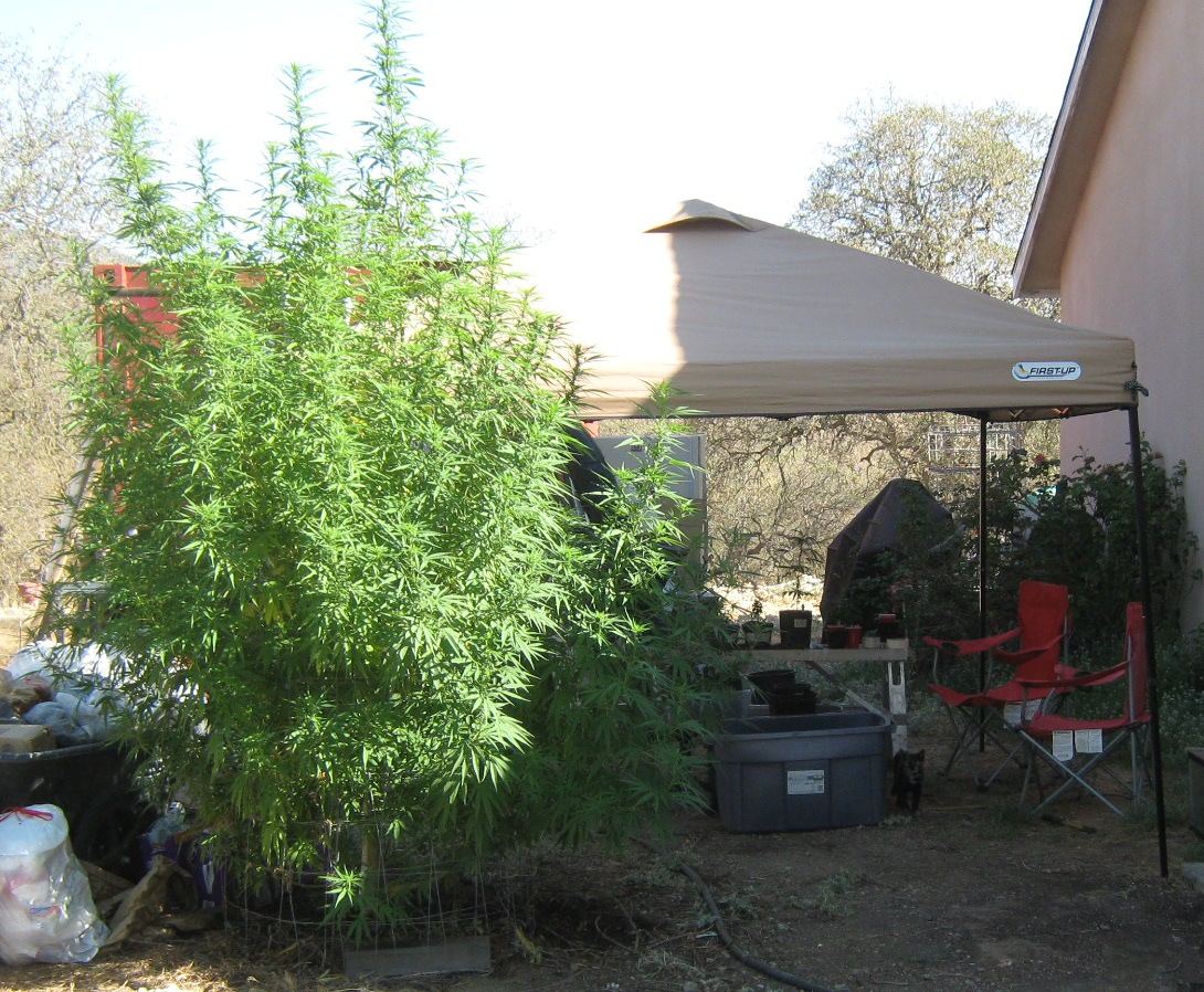 Trailertrashplant9 16