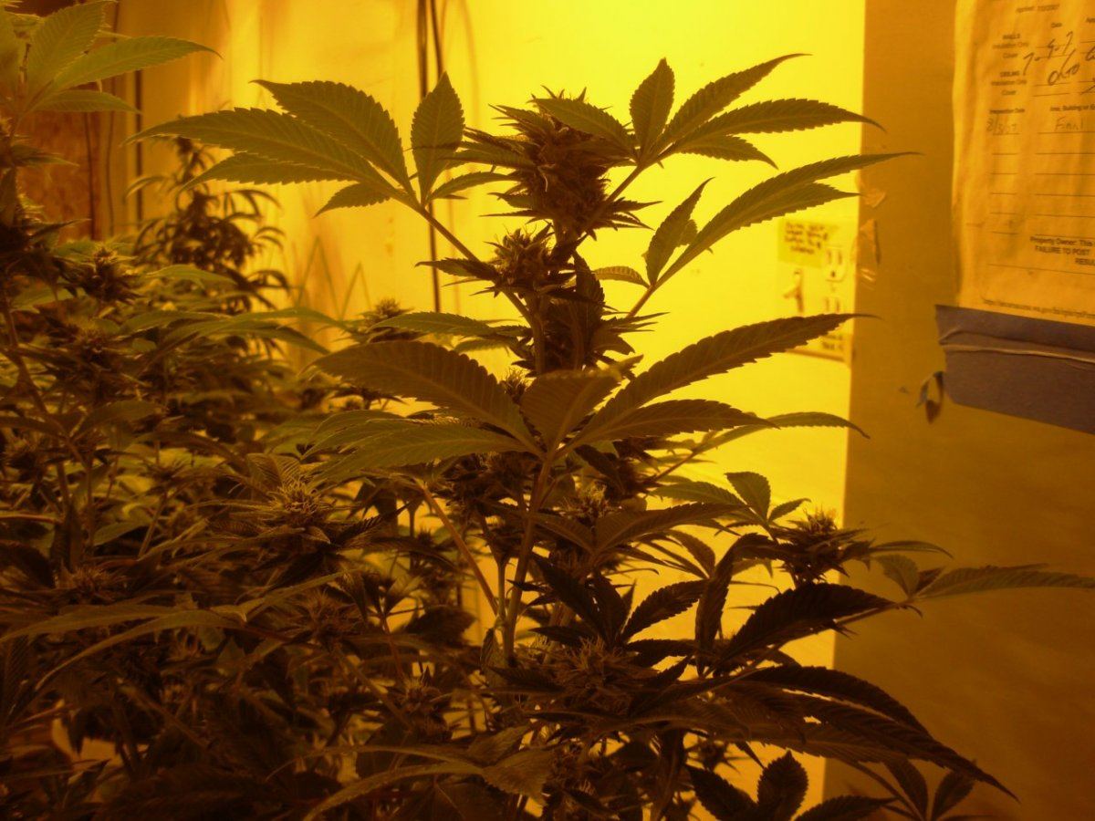 Train Wreck day 28