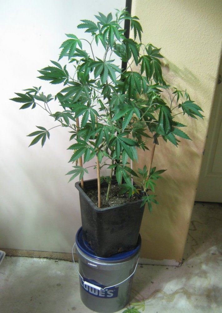 Trainedcookie38