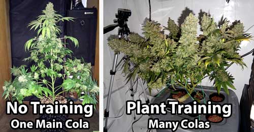Training cannabis vs not training cannabis sm