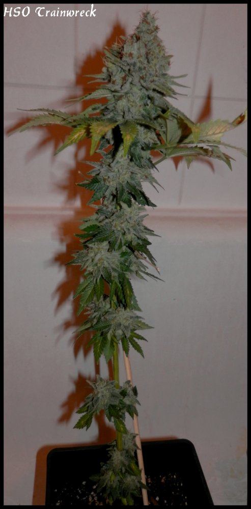 Trainwreck   79   1