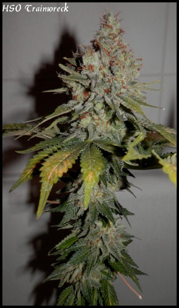 Trainwreck   79   2
