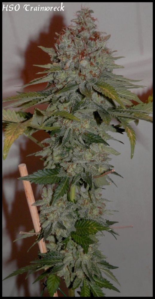 Trainwreck   79   3