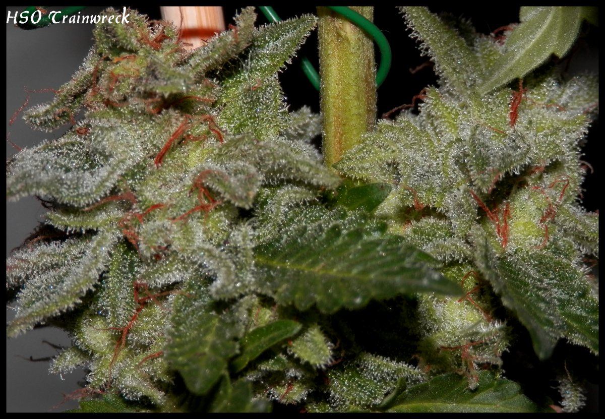 Trainwreck   79   4