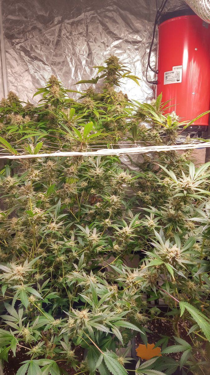 Trainwreck bc