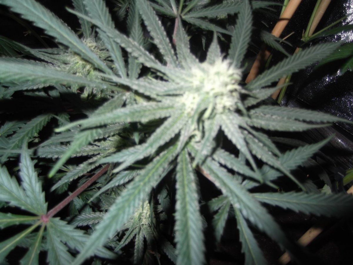 Trainwreck grow 28 days in  0 3