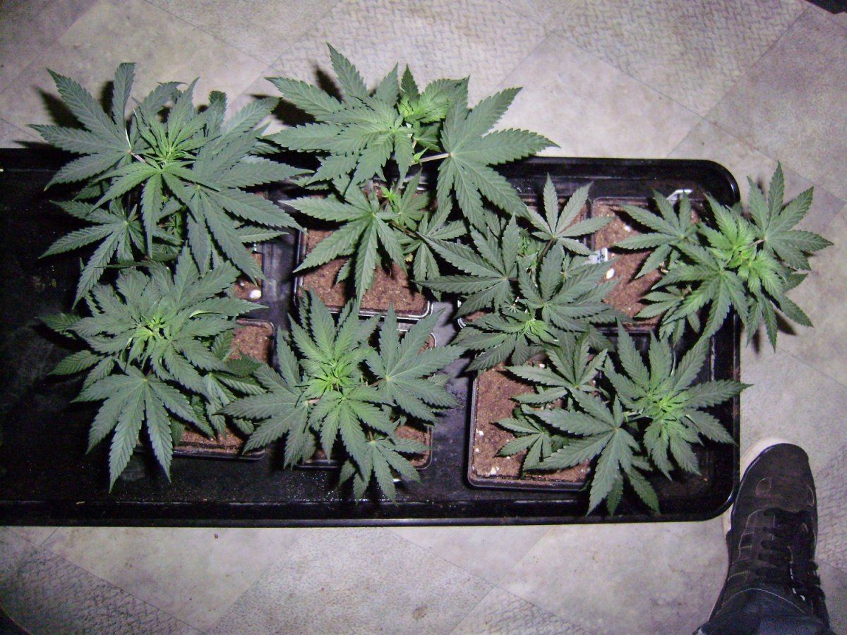 Trainwreck