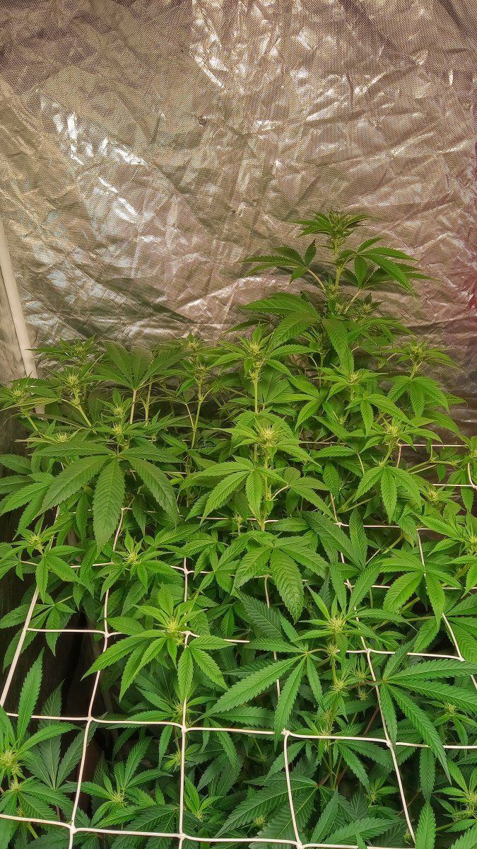 Trainwreck