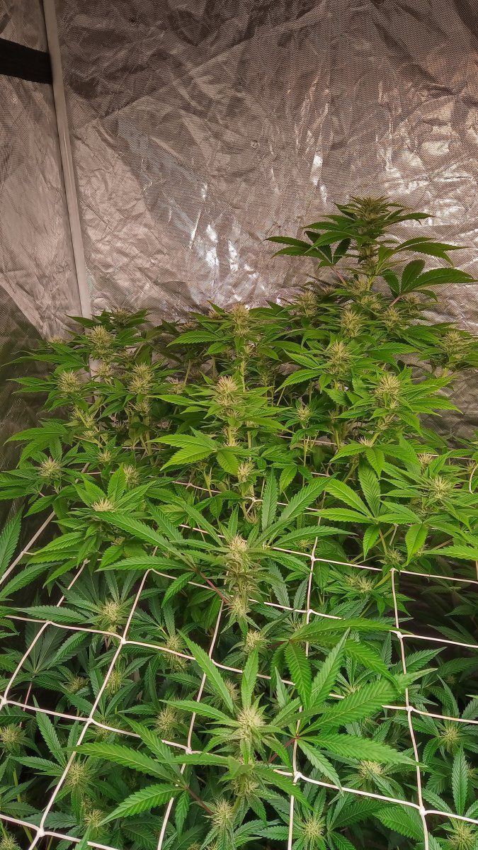 Trainwreck