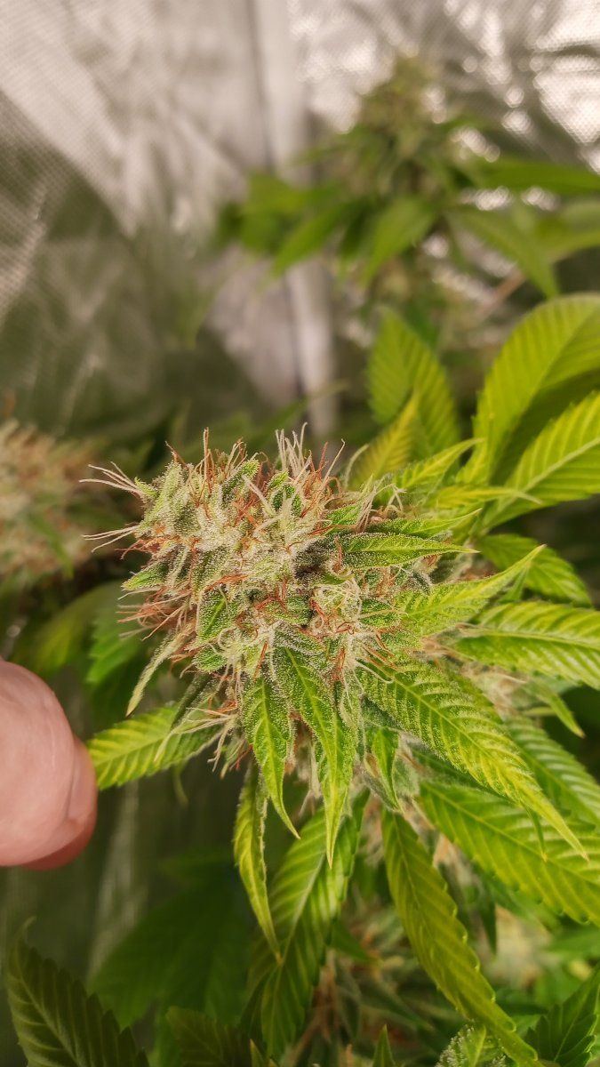 Trainwreck
