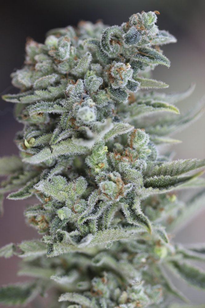 Trainwreck