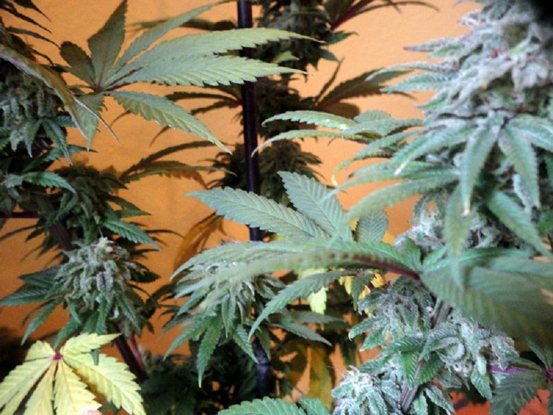 Trainwreck si