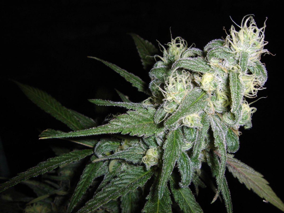 TRAINWRECK X BLUE MOONSHINE