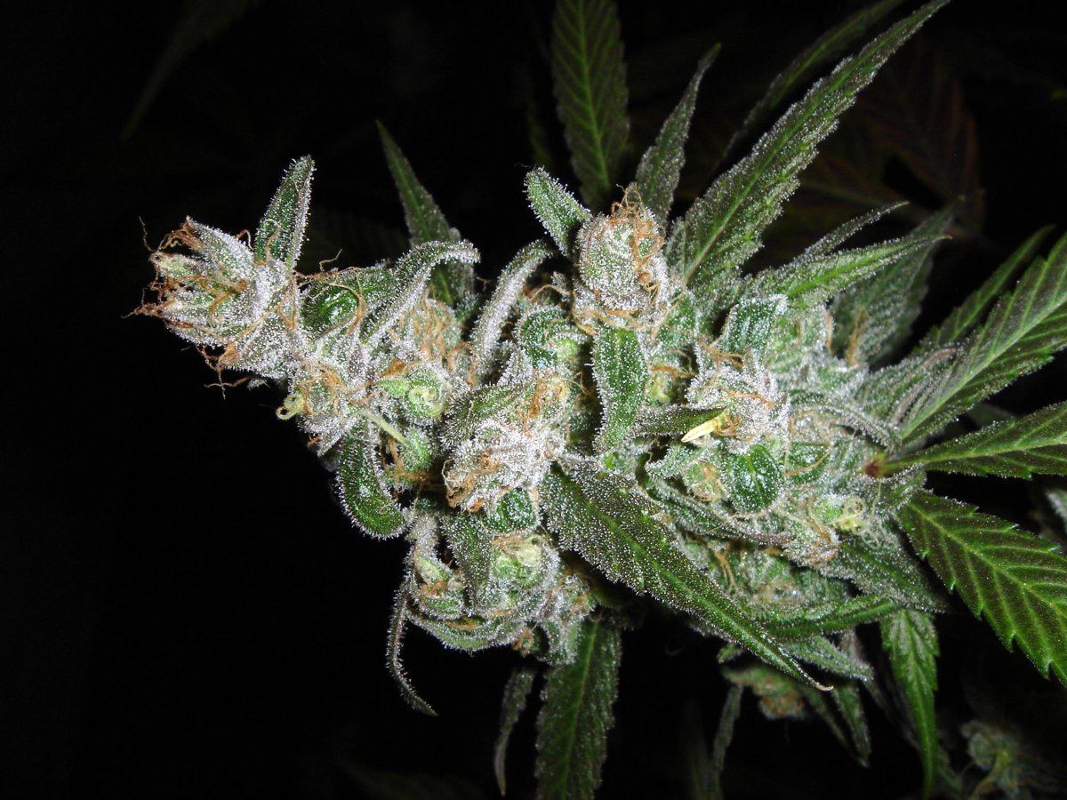 TRAINWRECK X BMS 1