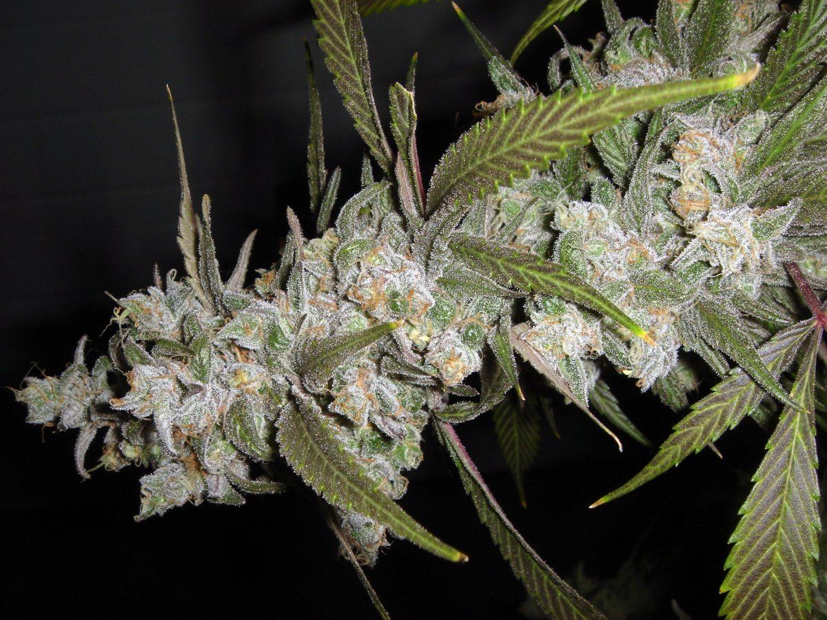 TRAINWRECK X BMS 4