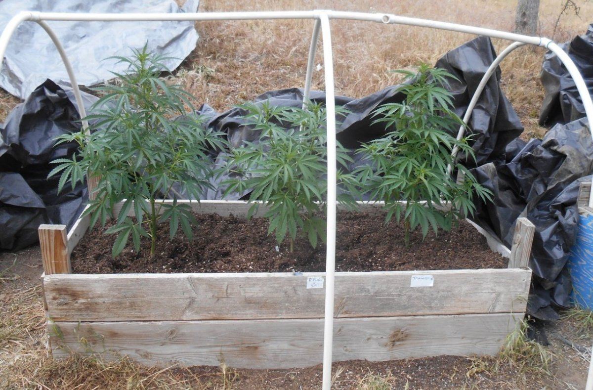 Trainwrecklightdep520