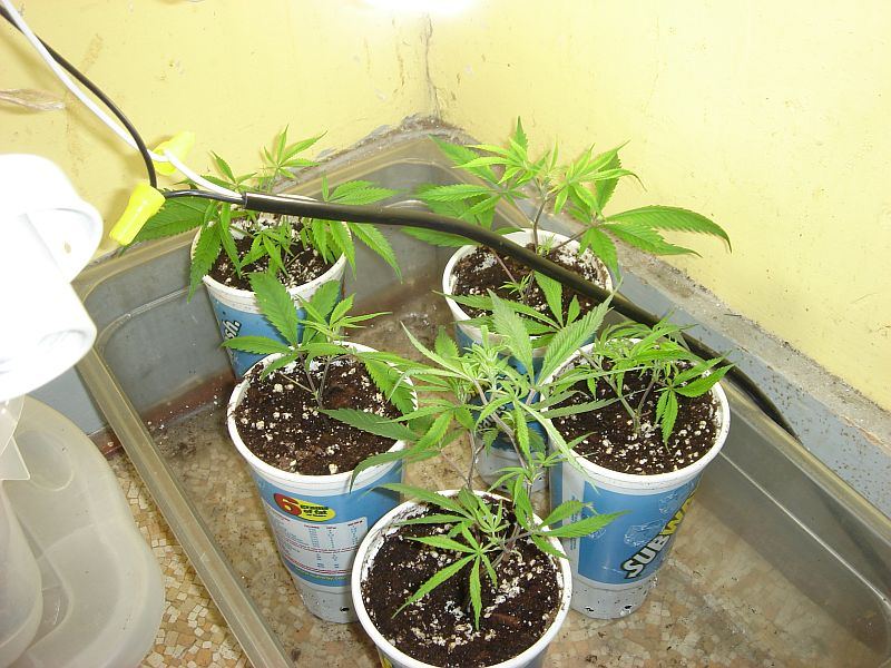 TRAINWRECKX BLUE MOONSHINE