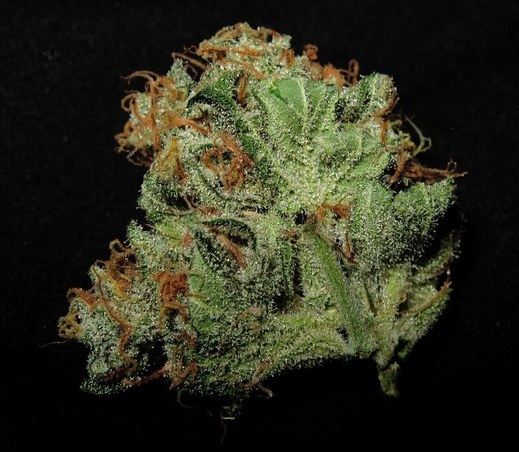 TrainwreckxKrazyKush