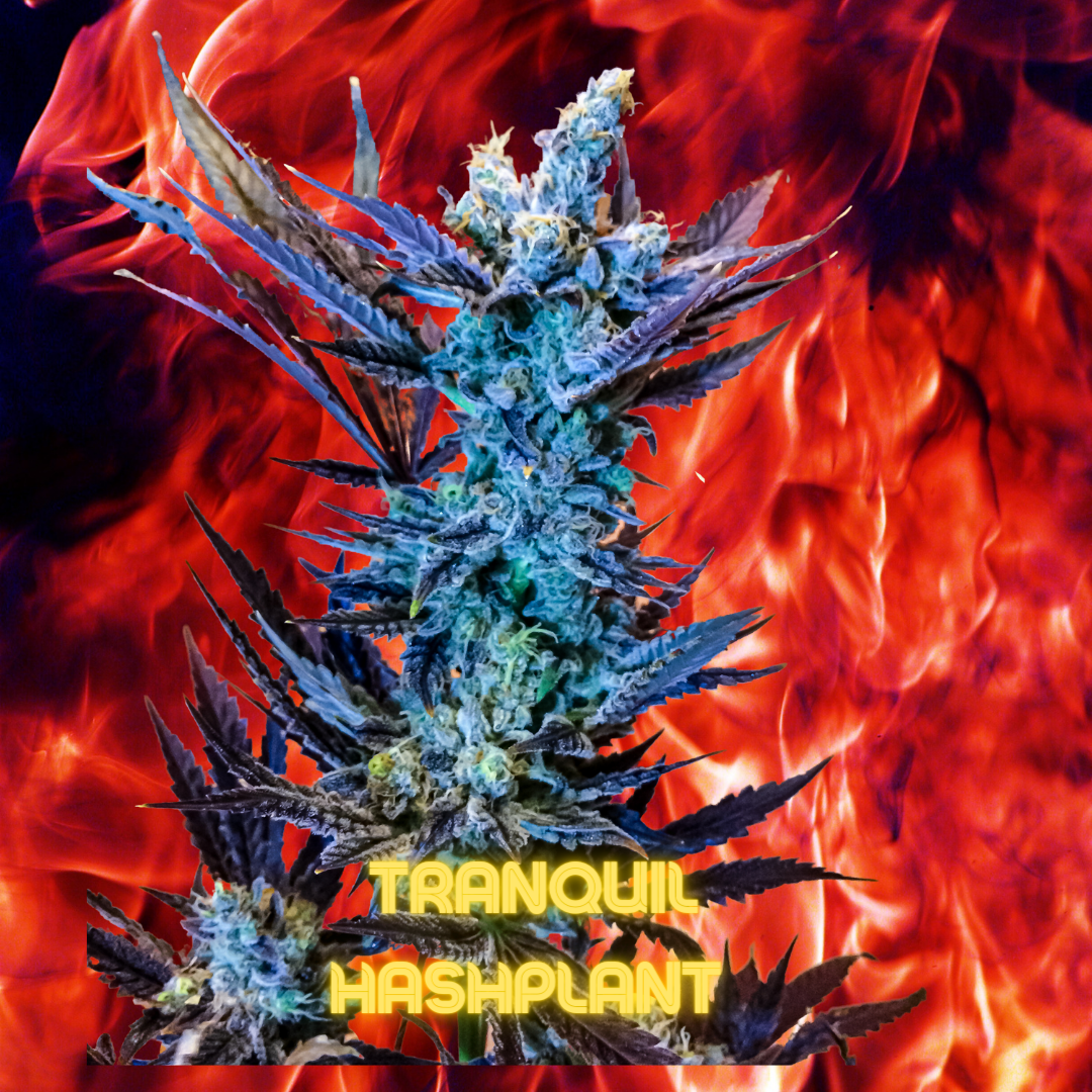 Tranquil Hashplant
