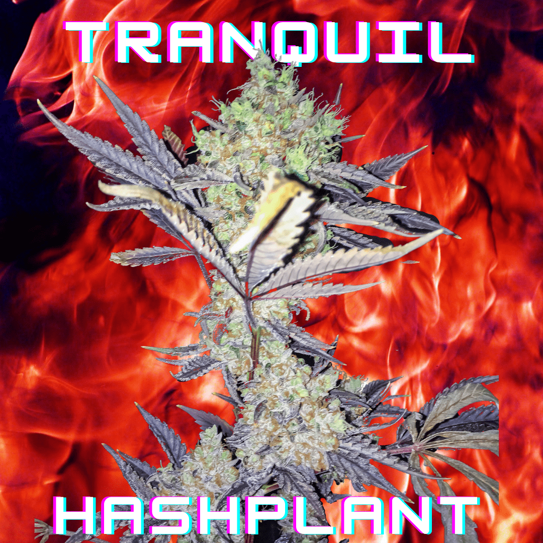 Tranquil