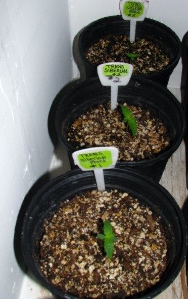 Trans Siberian Feminized