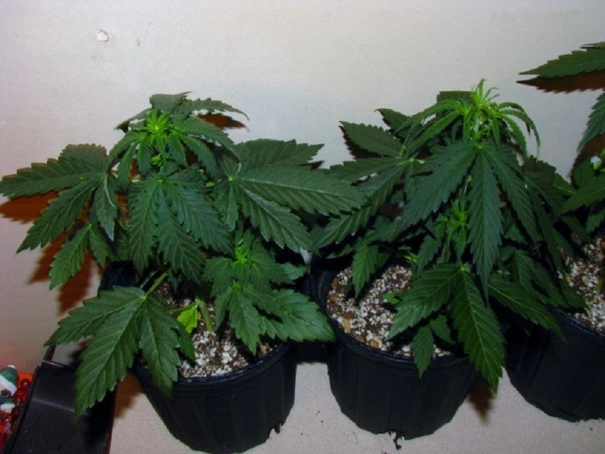 Trans Siberian twins